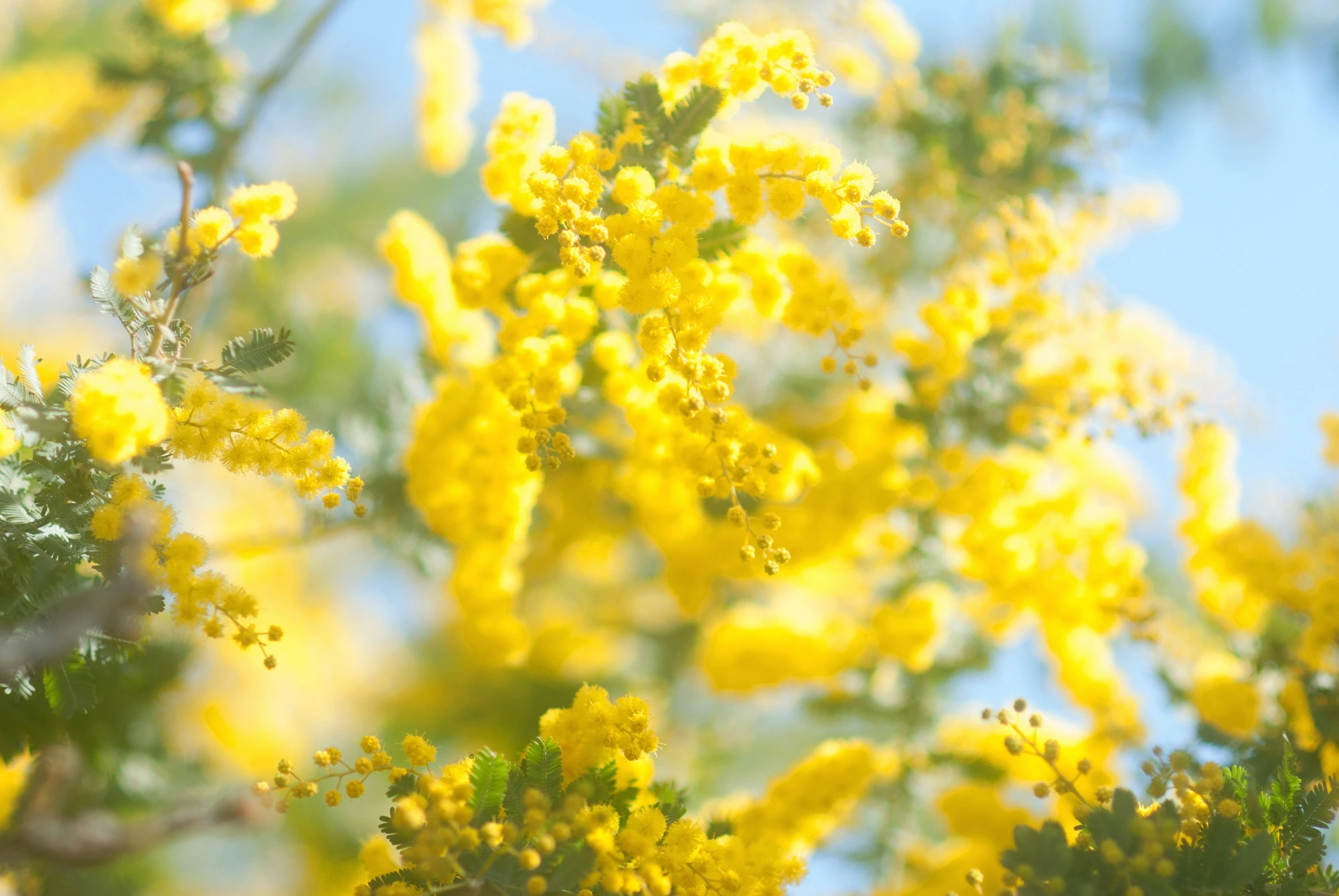 Nahaufnahme leuchtend gelber Mimosenblüten in voller Blüte vor einem verschwommenen hellblauen Himmel und grünem Laub.