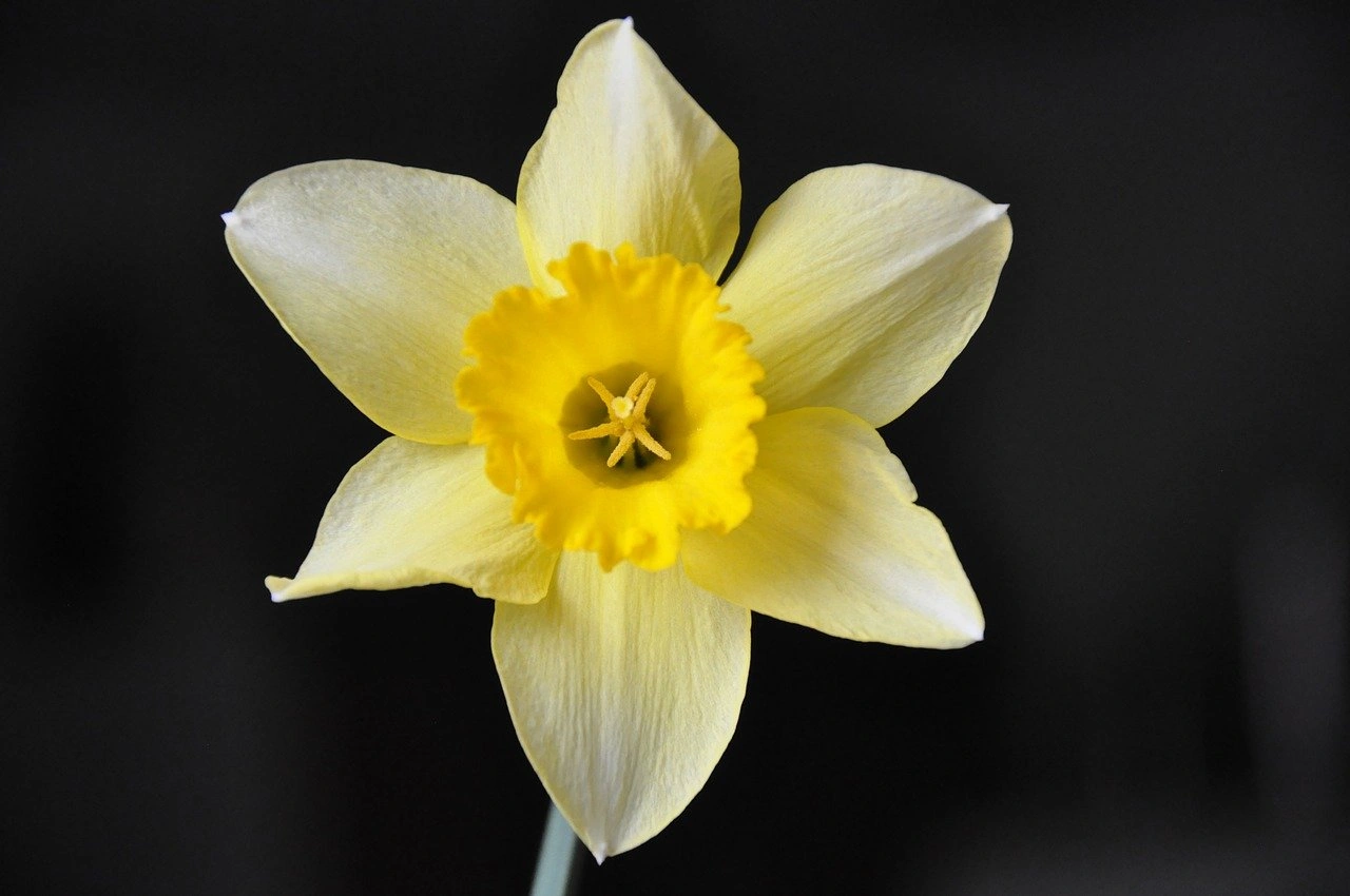 Gelbe Narzissenblüte mit sechs hellgelben Blütenblättern und einer leuchtend gelben, gekräuselten Trompete vor dunklem Hinter