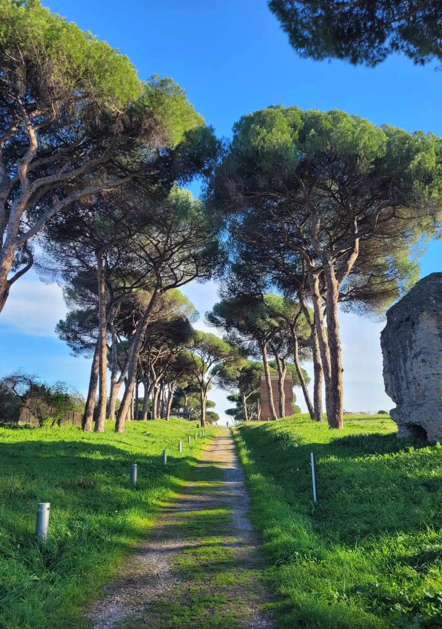 Dirt path lined with tall umbrella pine trees and ancient stone ruins under a blue sky on the Appian Way in Rome.