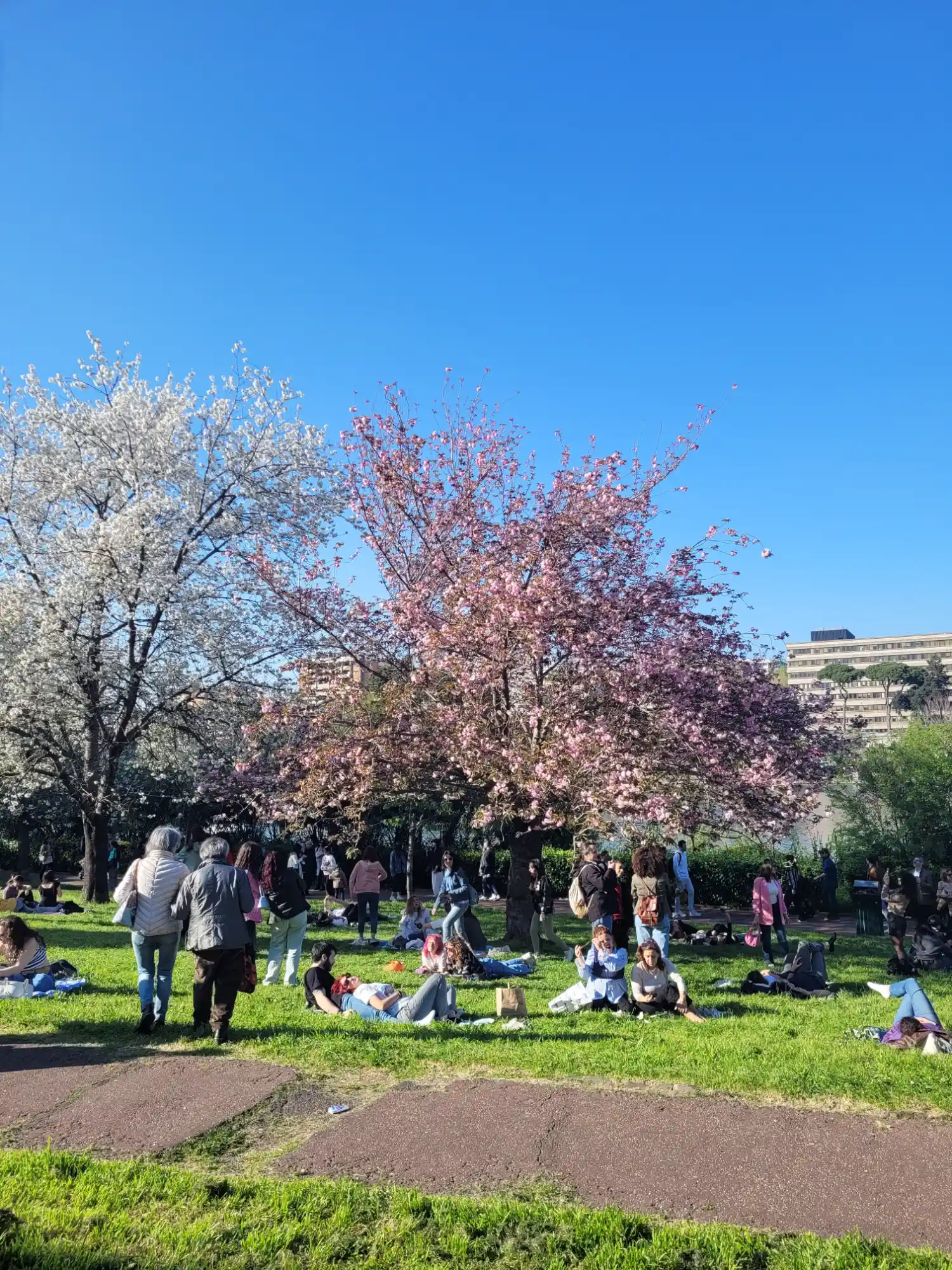 People relaxing on the grass in a park under blossoming trees on a sunny day, with a clear blue sky.