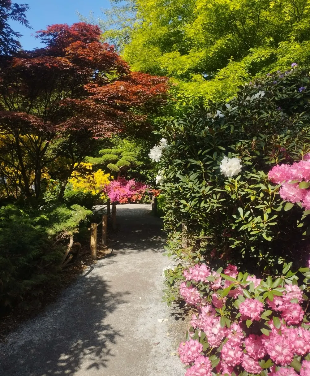 A narrow path winds through a Japanese garden, lined with colourful azaleas, a red maple tree, and lush green bushes.