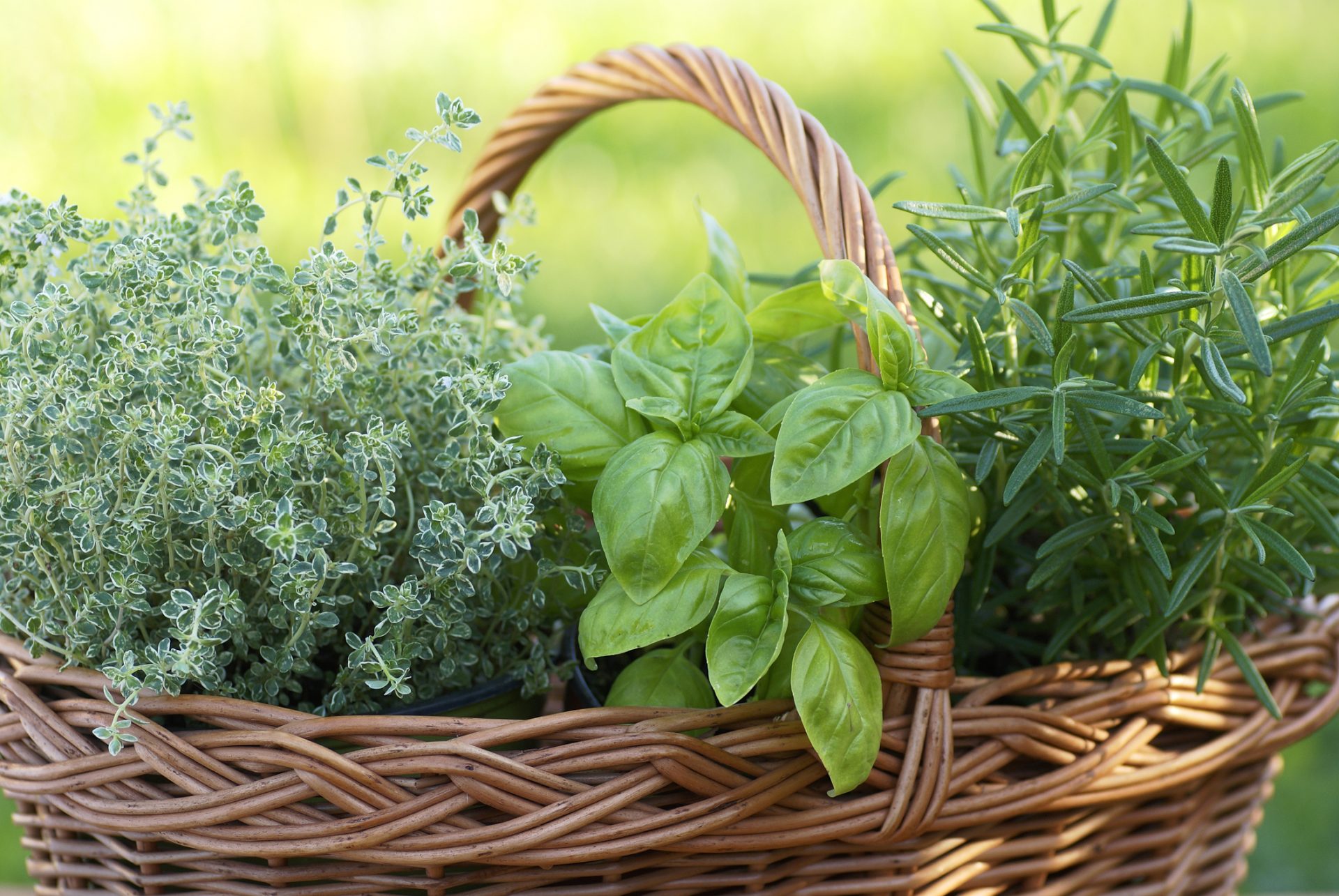Basket with thyme, basil and rosemary in the garden. 