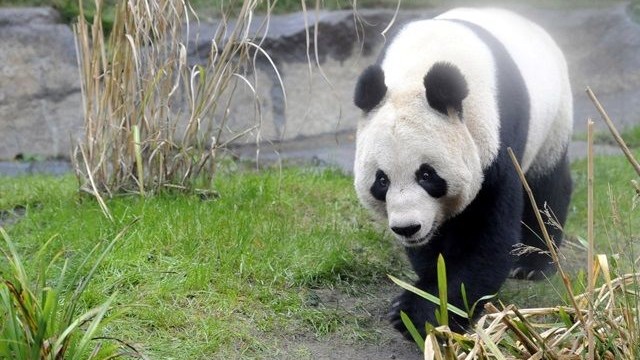 The only female giant panda in the UK is to bring offspring later this month
