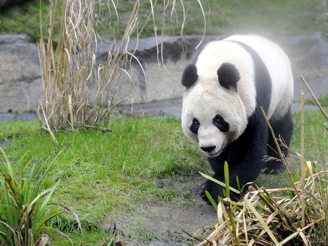 The only female giant panda in the UK is to bring offspring later this month