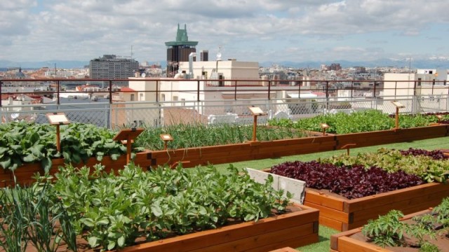 On the terrace of the Madrid hotel Wellington appeared the world's largest urban garden