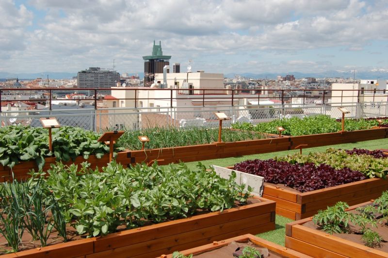 On the terrace of the Madrid hotel Wellington appeared the world's largest urban garden