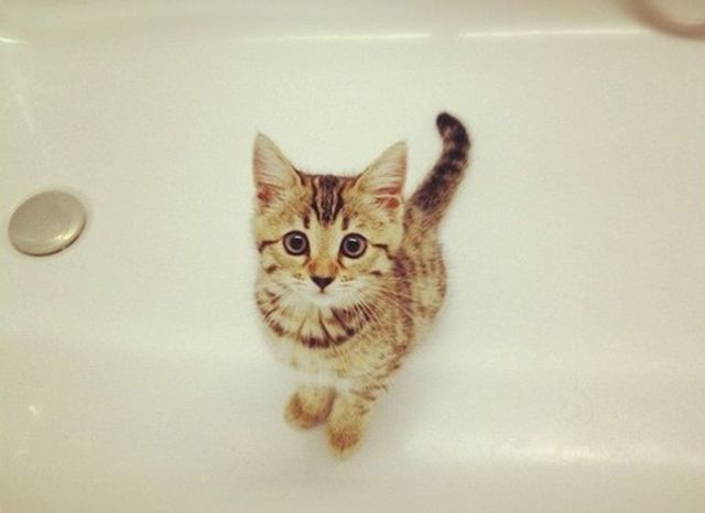 The owner put this cute kitten into the bath. A few seconds later there was something delicious!