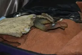 Sangoma In JOHANNESBURG⓿-☎+27672740459 With Bring Lost Love 