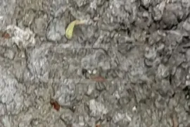 Autoparts, Wheels & Tires, Aluminium Disks