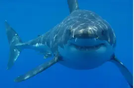 Shark