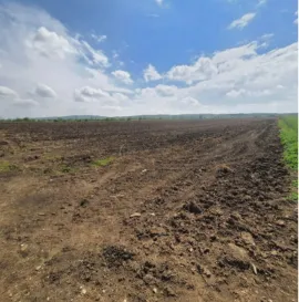 Land For Sale, Agricultural, Sagarejo