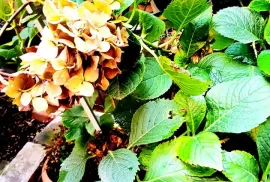 Apartment for sale, 4 Room, Old building, Tbilisi, Mtatsminda