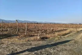 Land For Sale, Agricultural, Akhmeta