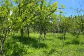 Продается Земля, Сельскохозяйственные, Misaqtsieli