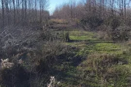 Land For Sale, Agricultural, Shekvetili