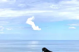 Аренда, 1 Kомнатная, Новостройка, Батуми, Химшиашвили Район