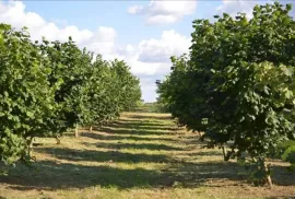 Land For Sale, Agricultural, Darcheli