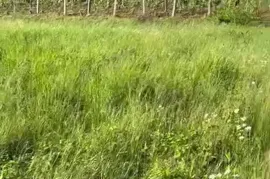 Land For Sale, Bostana 