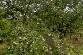 Land For Sale, Agricultural, Norio 