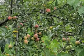 Land For Sale, Agricultural, Norio 