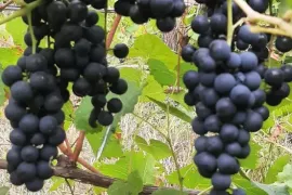 Land For Sale, Agricultural, Norio 