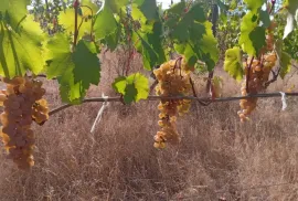 Land For Sale, Agricultural, Norio 