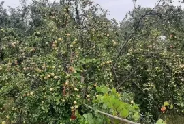 Land For Sale, Agricultural, Norio 