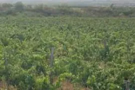 Land For Sale, Naniani