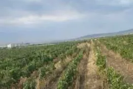Land For Sale, Naniani