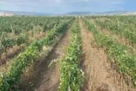 Land For Sale, Naniani