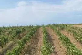 Land For Sale, Naniani