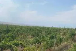 Land For Sale, Naniani