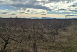 იყიდება მიწის ნაკვეთი, სასოფლო - სამეურნეო, შილდა
