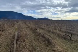 იყიდება მიწის ნაკვეთი, სასოფლო - სამეურნეო, შილდა