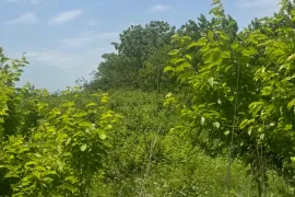 Продается Земля, Специальный, Akhateli