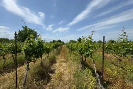 Продается Земля, Специальный, Akhateli