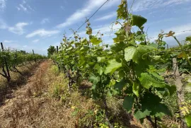 Продается Земля, Специальный, Akhateli