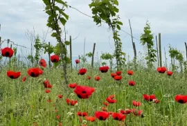 იყიდება მიწის ნაკვეთი, სასოფლო - სამეურნეო, სანავარდო