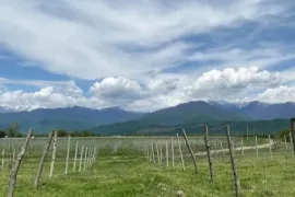 იყიდება მიწის ნაკვეთი, სასოფლო - სამეურნეო, სანავარდო