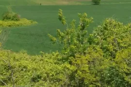 იყიდება მიწის ნაკვეთი, სასოფლო - სამეურნეო, ბოლნისი