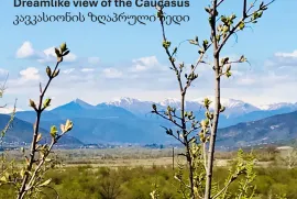 იყიდება მიწის ნაკვეთი, სასოფლო - სამეურნეო, საგურამო