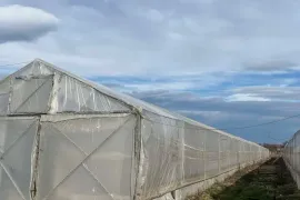 Продается Земля, Сельскохозяйственные, Велисцихе