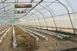 Продается Земля, Сельскохозяйственные, Велисцихе