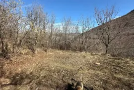 იყიდება მიწის ნაკვეთი, სასოფლო - სამეურნეო, ძეგვი