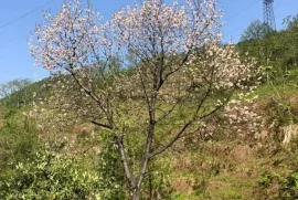 იყიდება მიწის ნაკვეთი, სასოფლო - სამეურნეო, ზედა აჭყვა