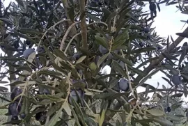 იყიდება მიწის ნაკვეთი, სასოფლო - სამეურნეო, ახალი სამგორი