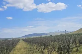 იყიდება მიწის ნაკვეთი, სასოფლო - სამეურნეო, ახალი სამგორი