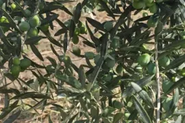 იყიდება მიწის ნაკვეთი, სასოფლო - სამეურნეო, ახალი სამგორი