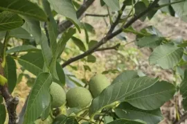 იყიდება მიწის ნაკვეთი, სასოფლო - სამეურნეო, ახალი სამგორი