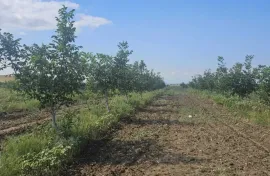 იყიდება მიწის ნაკვეთი, სასოფლო - სამეურნეო, ახალი სამგორი